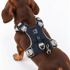 Small dog wearing the PAW harness, viewed from behind