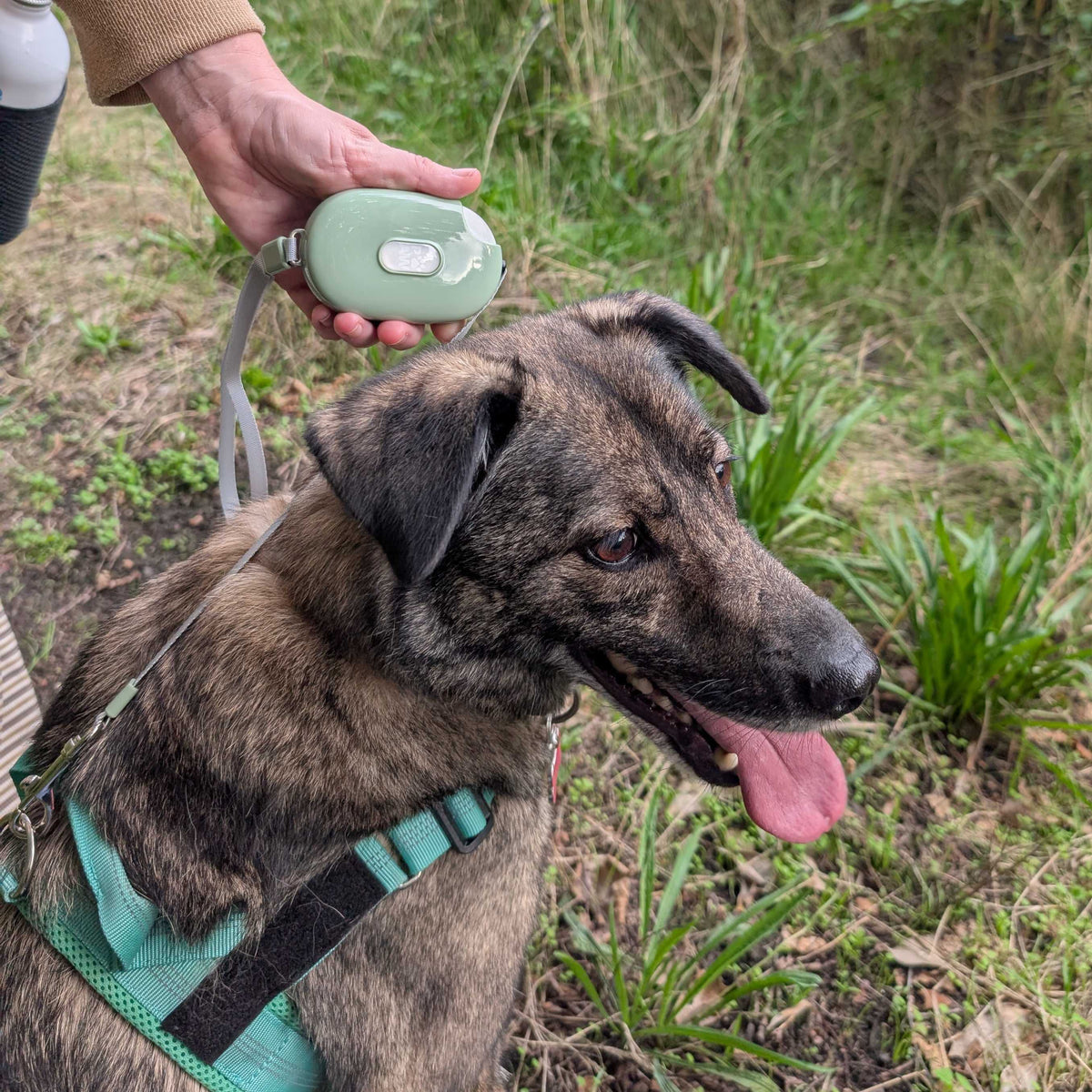 Green Pocket Pod lead held beside a dog outdoors