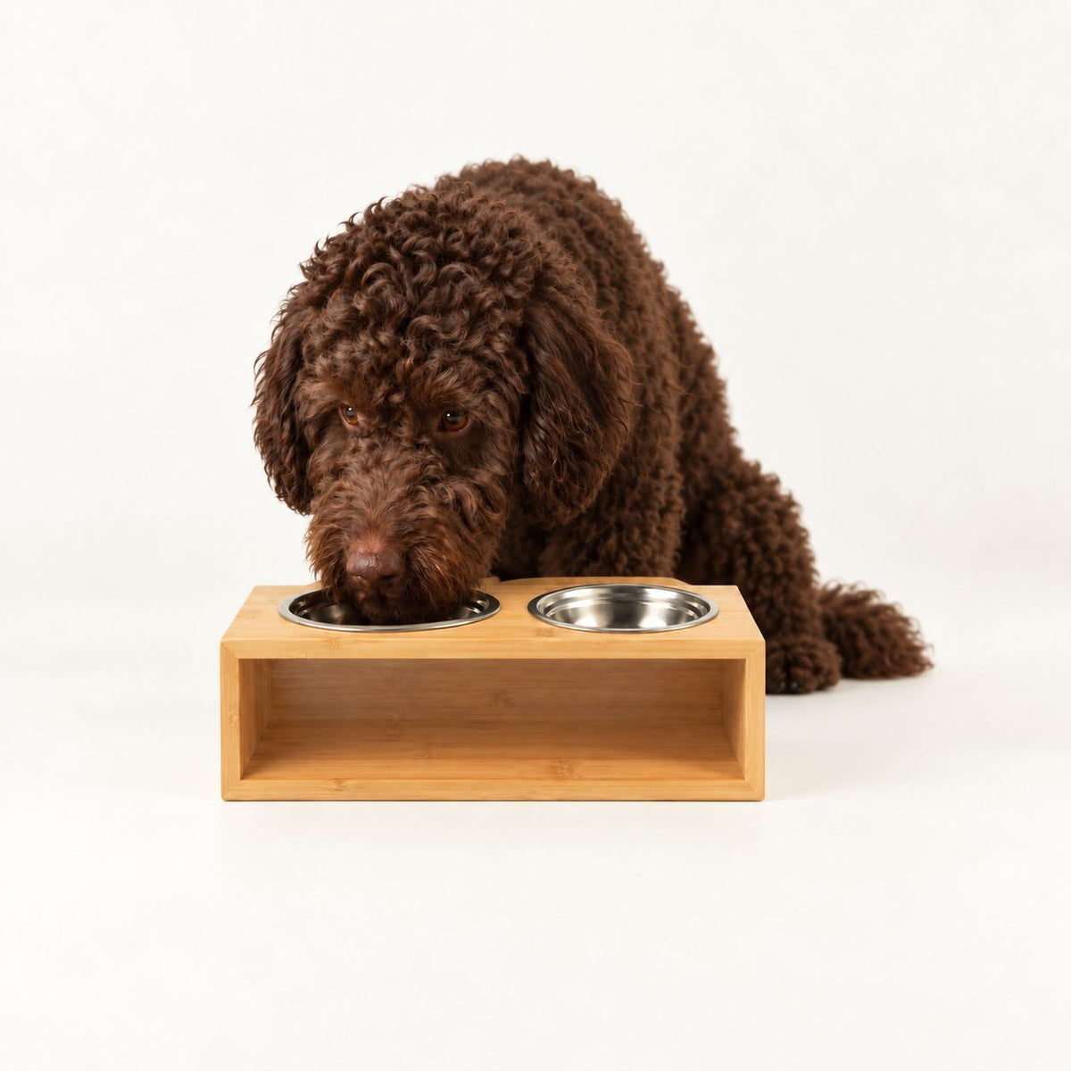Dog eating from the raised double-bowl station
