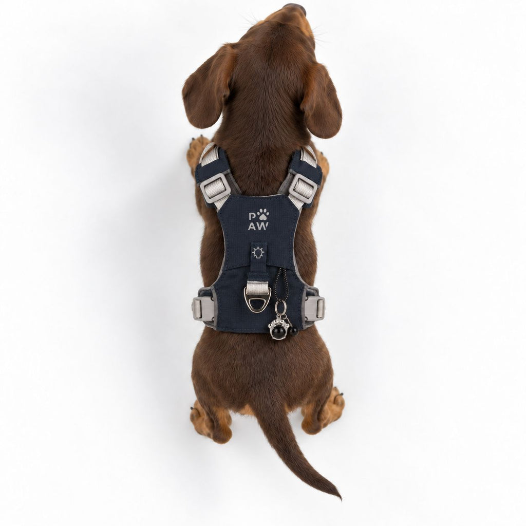 Rear view of a dog wearing the harness and paw charm