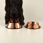 Dog eating from a copper-style bowl beside a smaller bowl
