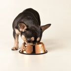 Small dog eating from a copper-style pet bowl