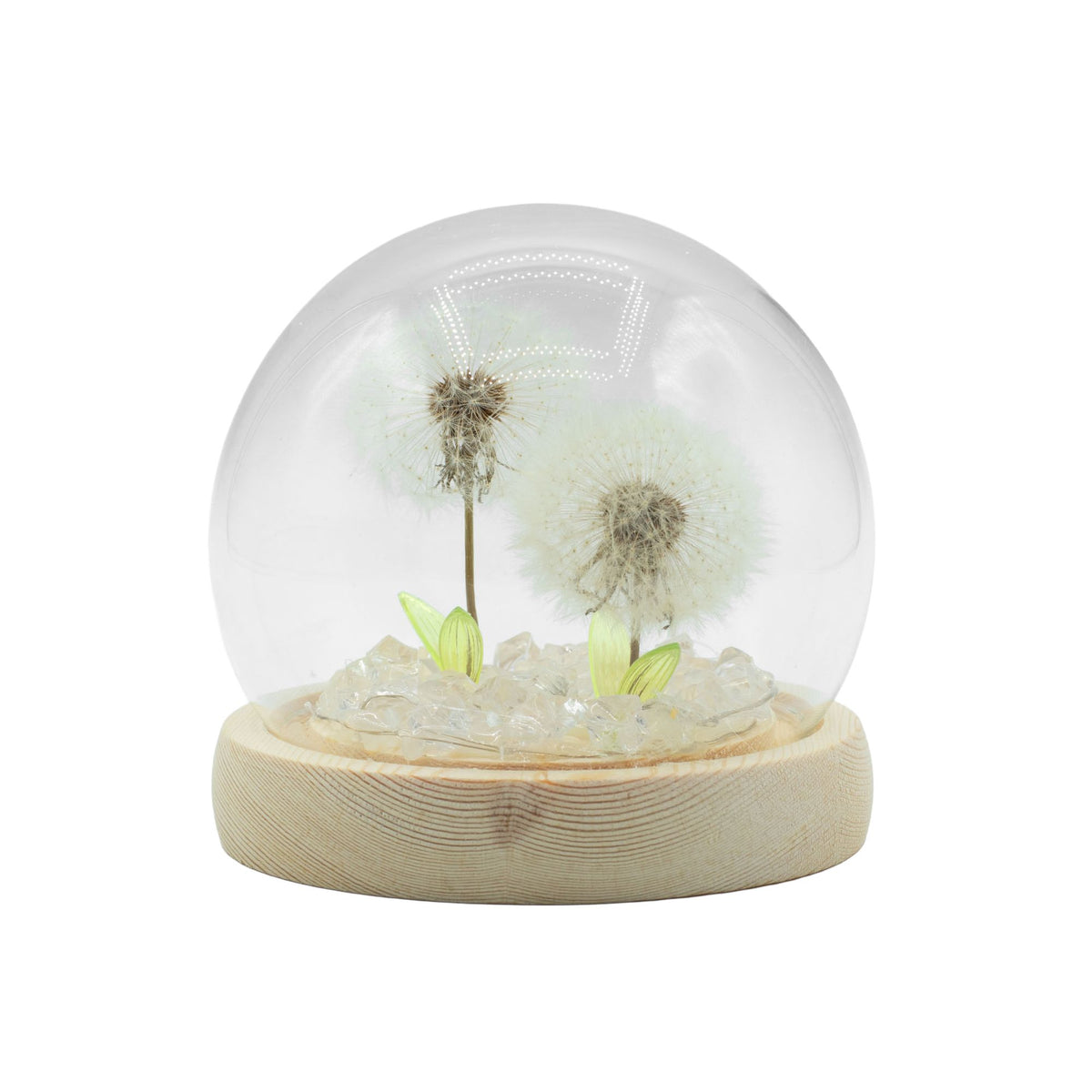 Floral Glow Garden Dome, two dandelions beneath a clear glass dome on a pale wooden base