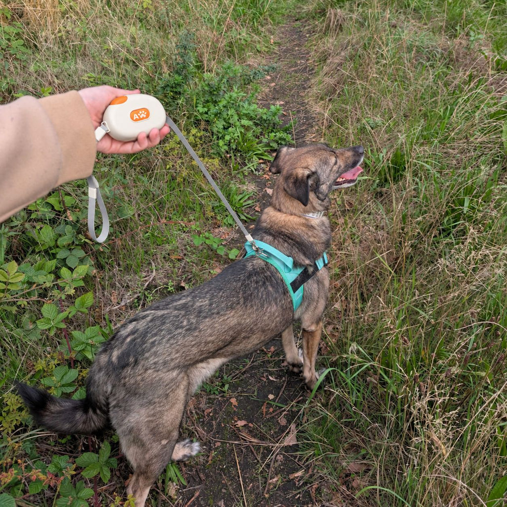Pocket Pod lead held in hand while walking a dog outdoors
