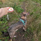 Pocket Pod lead held in hand while walking a dog outdoors