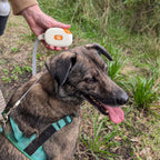 Pocket Pod lead in hand beside a dog wearing a harness