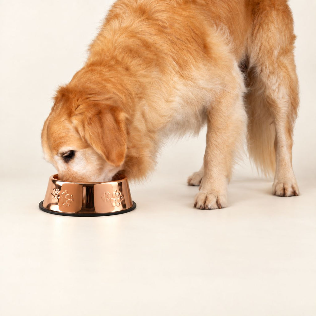 Dog eating from a copper-style bowl