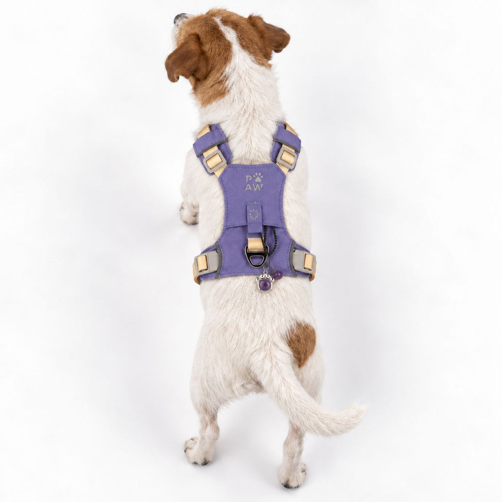 Rear view of a small dog wearing the lavender harness