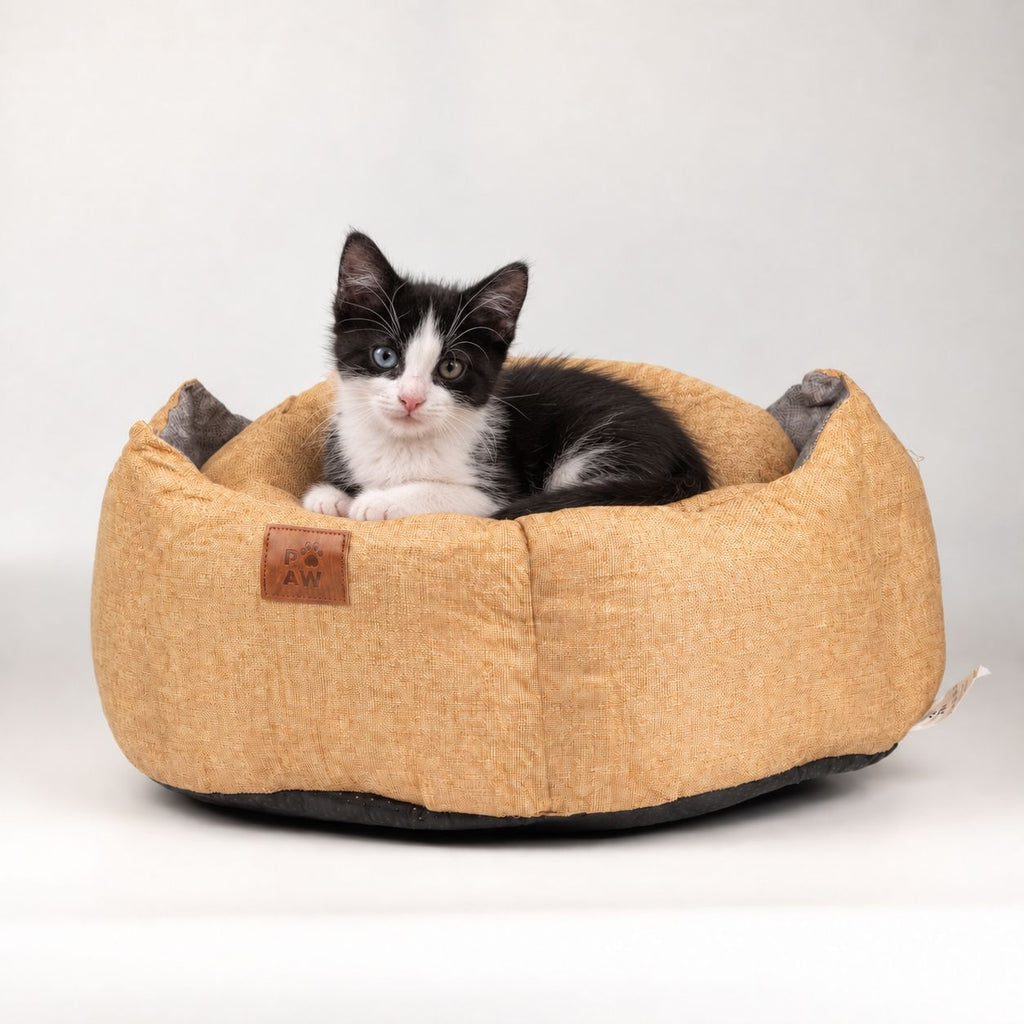 Kitten sitting in the sand-coloured pet bed