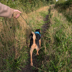 Dog walking ahead on the lead along a grassy path