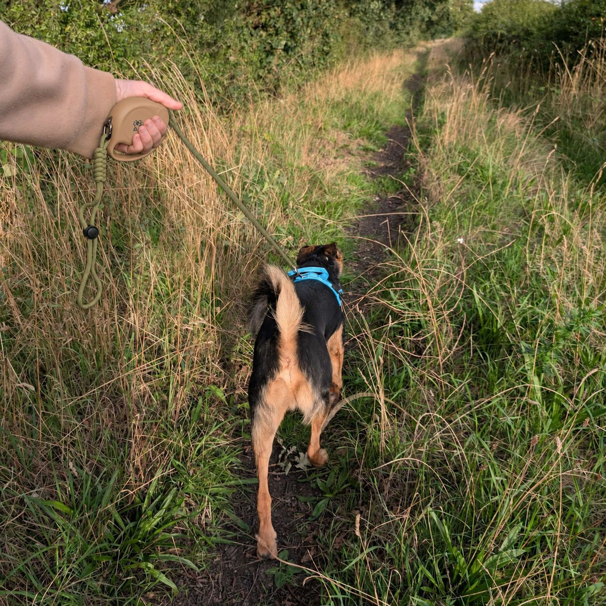 Dog walking ahead on the lead along a grassy path