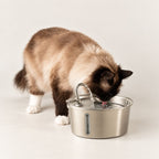 Cat drinking from the stainless steel pet fountain
