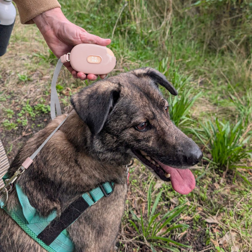 Pocket Pod lead held while walking a dog