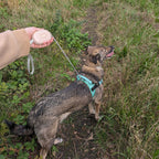 Dog walking with the pink retractable lead