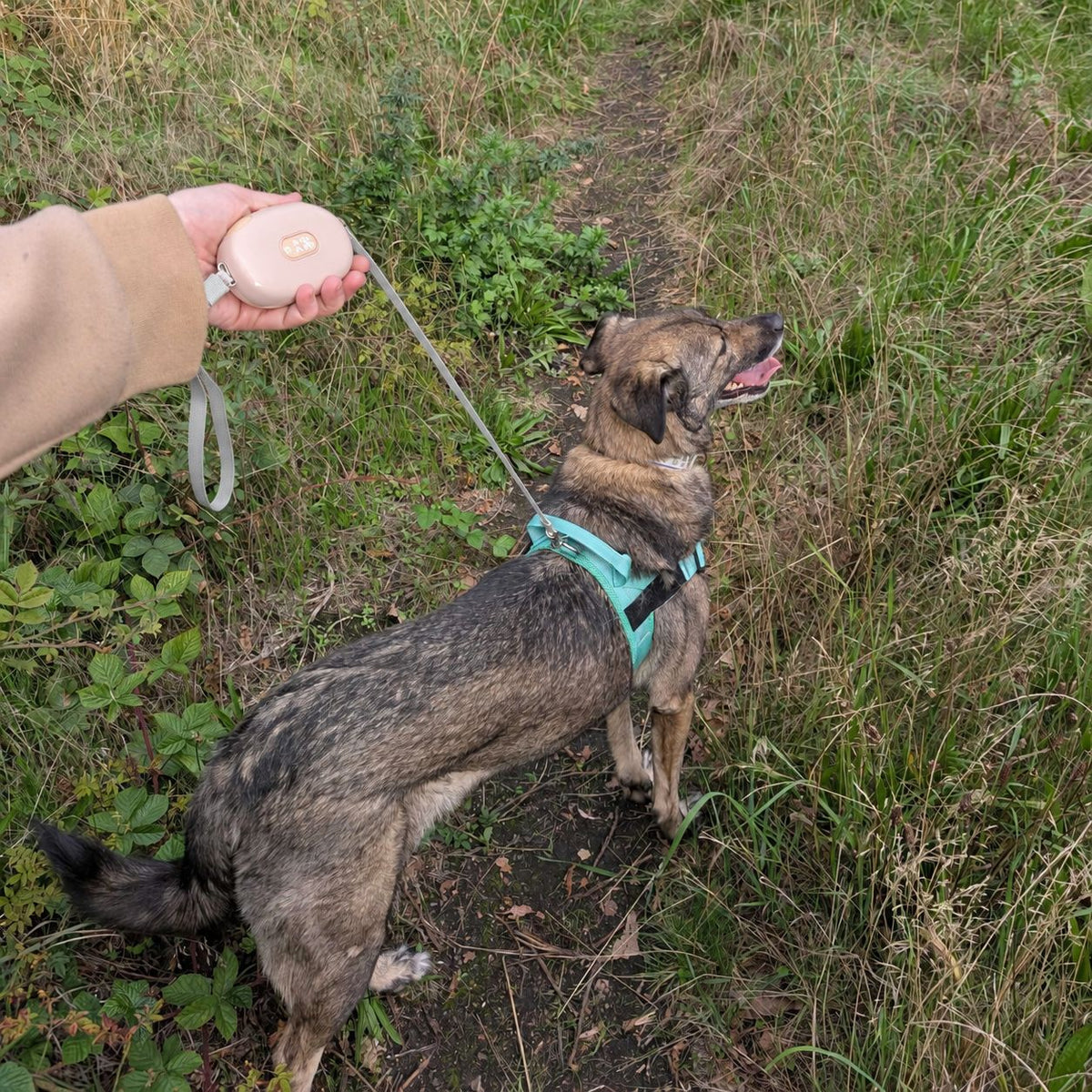 Dog walking with the pink retractable lead