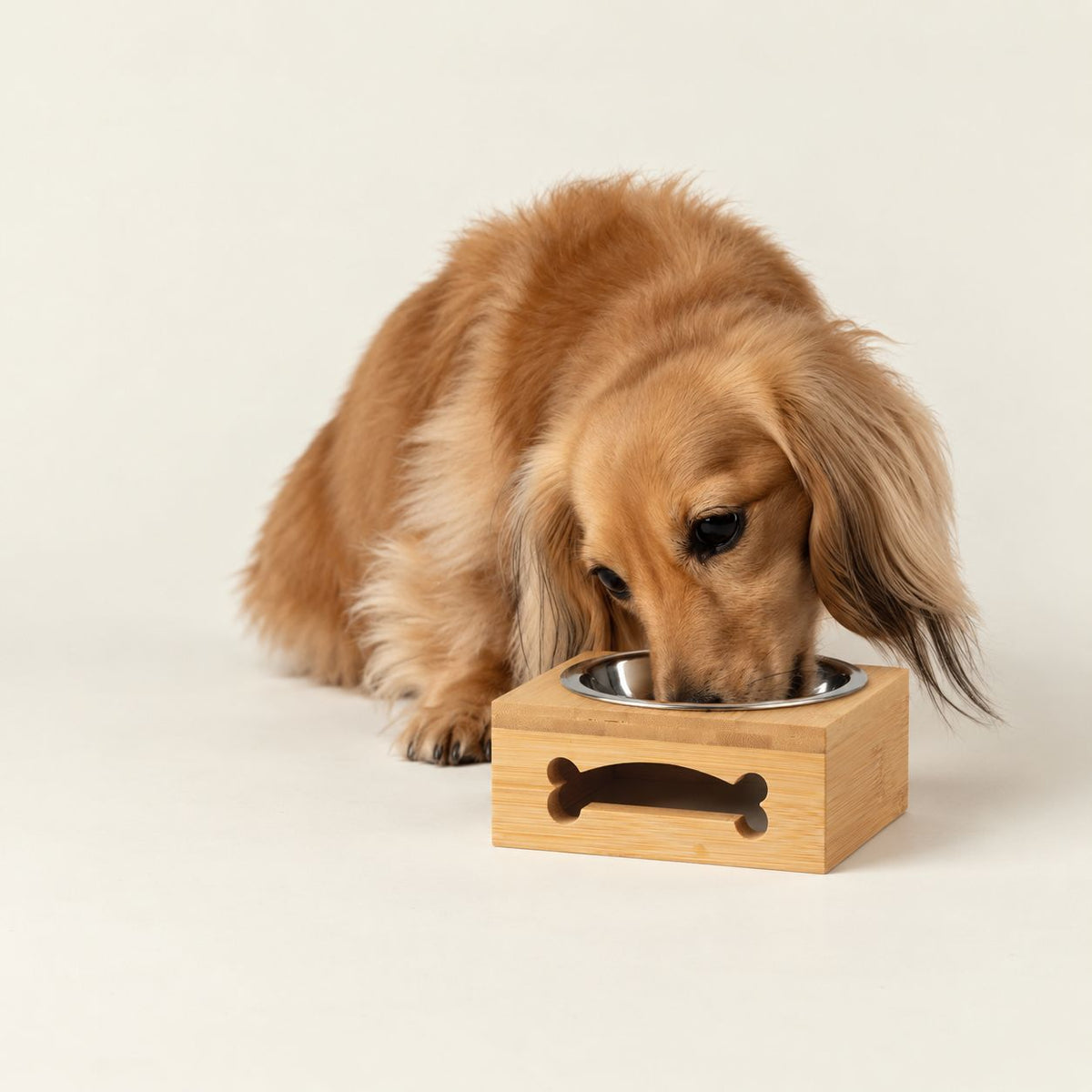 Dog eating from the PAW raised pet bowl