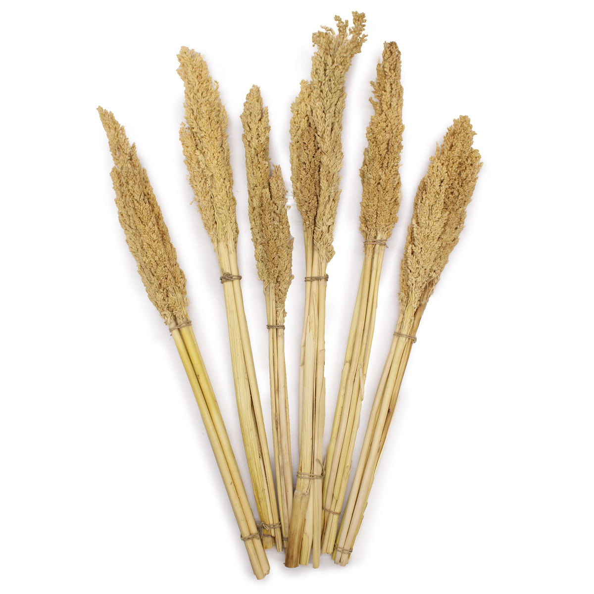 Several natural cantal grass stems fanned out against white, tied together near their bases
