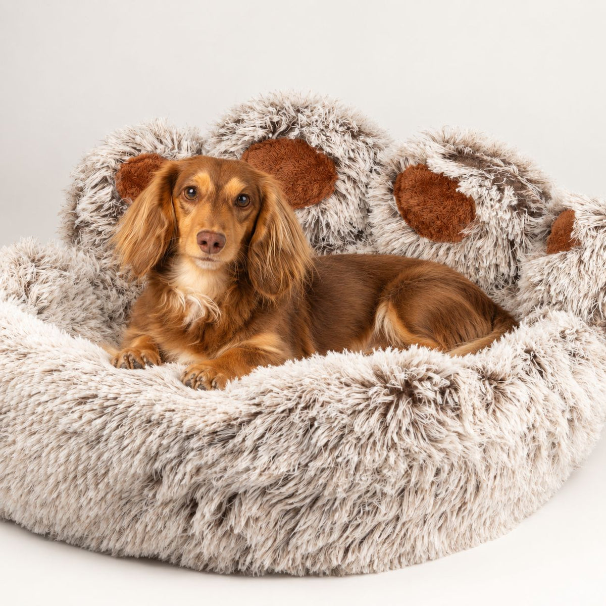 PAW large paw-shaped bed with dog resting in the plush centre