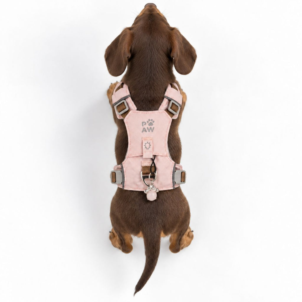 Small dog wearing the pink harness, viewed from the back