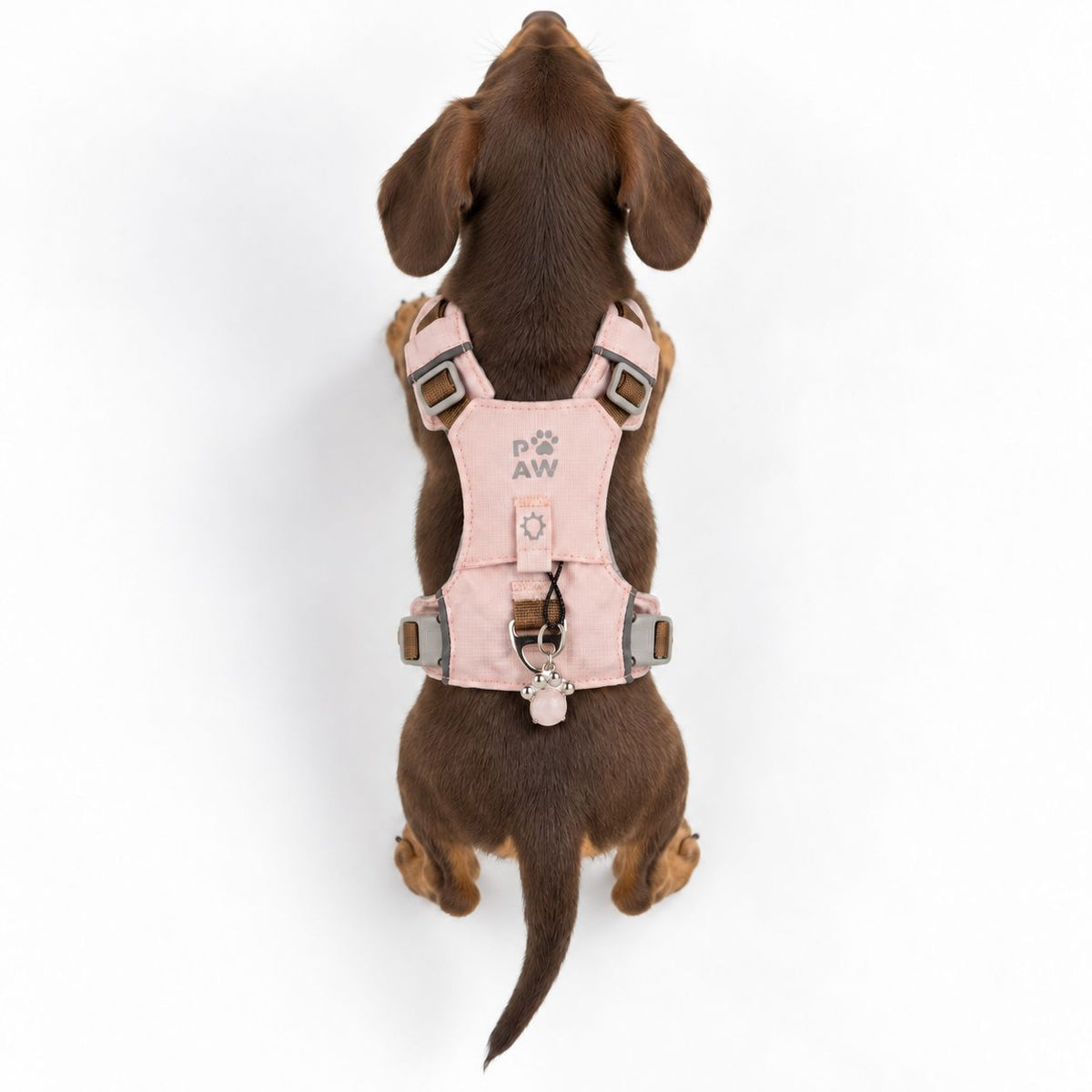 Small dog wearing the pink harness, viewed from the back