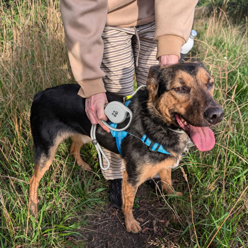Dog wearing a blue harness on a grassy walk with the grey lead
