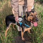Dog wearing a blue harness on a grassy walk with the grey lead