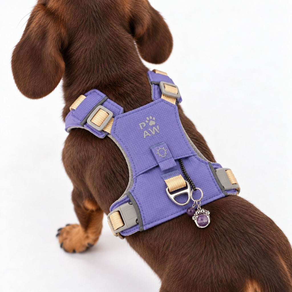 Small brown dog wearing the lavender harness