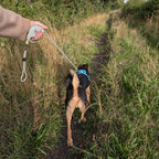 View of the lead in use on a grassy walking path