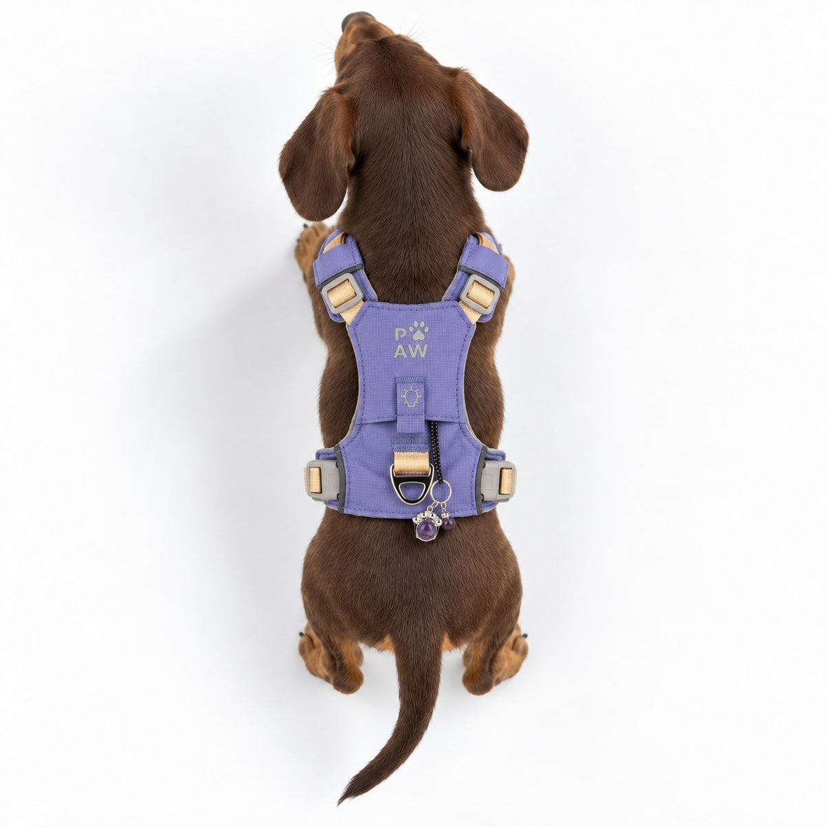 Rear view of a small brown dog wearing the harness