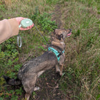 Dog walking on the green Pocket Pod retractable lead