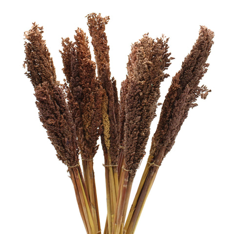 Cantal Grass Bunch, Chocolate, upright brown seed heads and golden stems against a white background