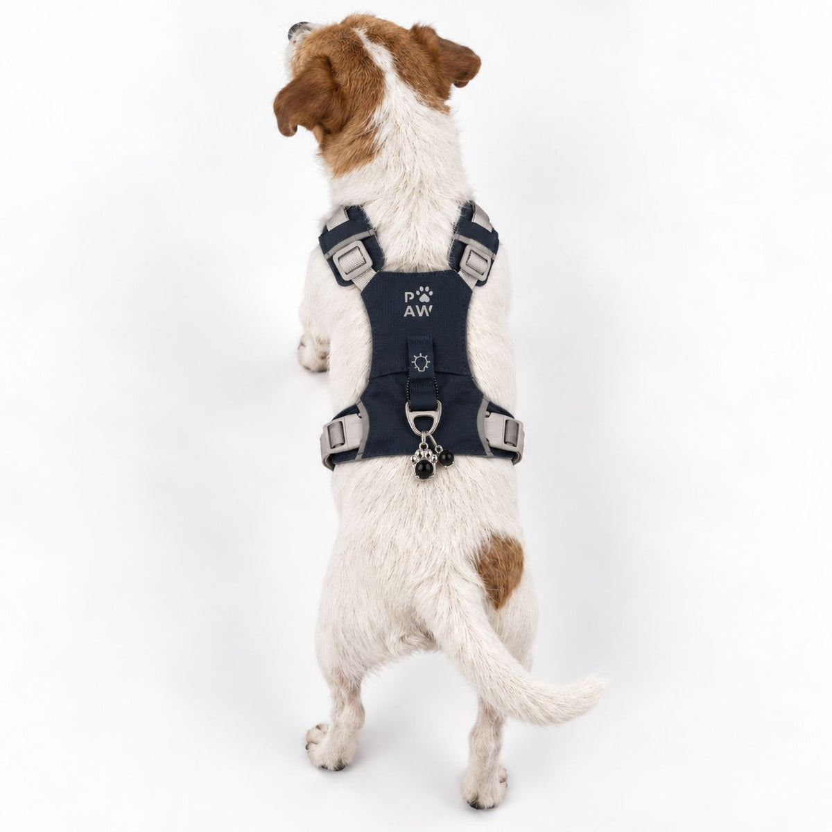 Dog wearing the harness, viewed from behind