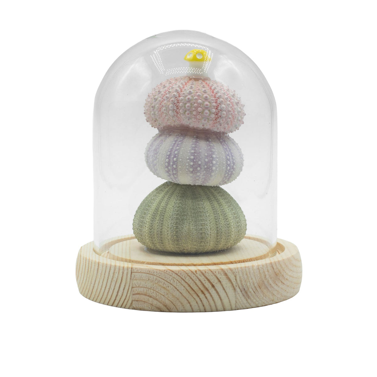 Floral Glow Garden Dome with three pastel sea urchins under a clear dome on a wooden base