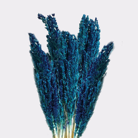 Cantal Grass Bunch, Blue, upright blue stems against a pale grey background, viewed from the front
