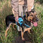 Dog walking with the retractable lead attached to a harness