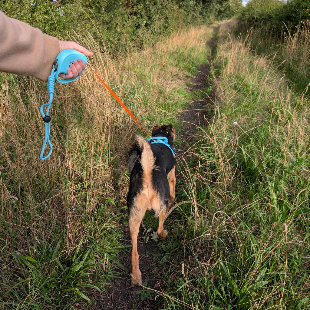 Dog walking ahead on the extended retractable tape