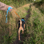 Dog walking ahead on the extended retractable tape
