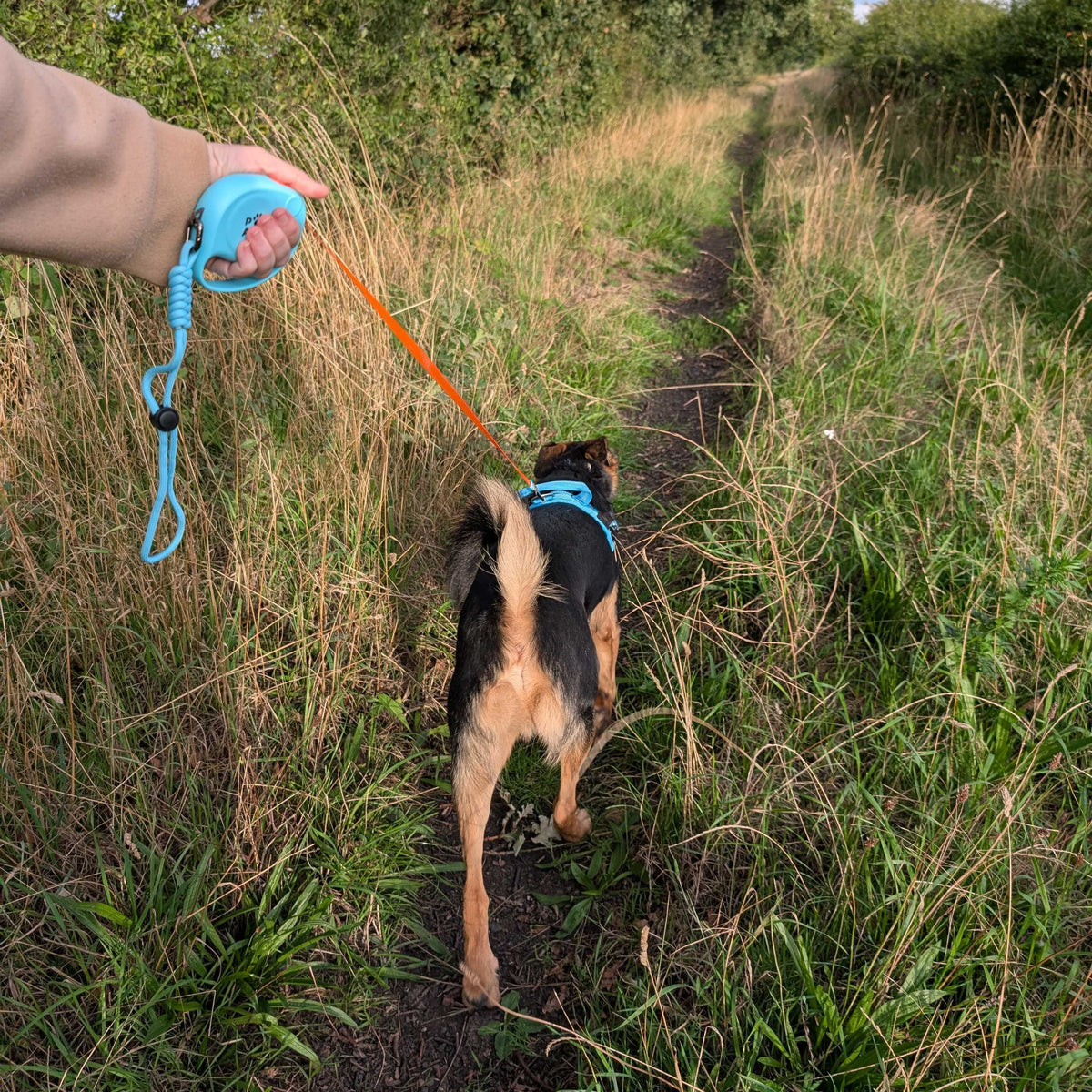 Dog walking ahead on the extended retractable tape