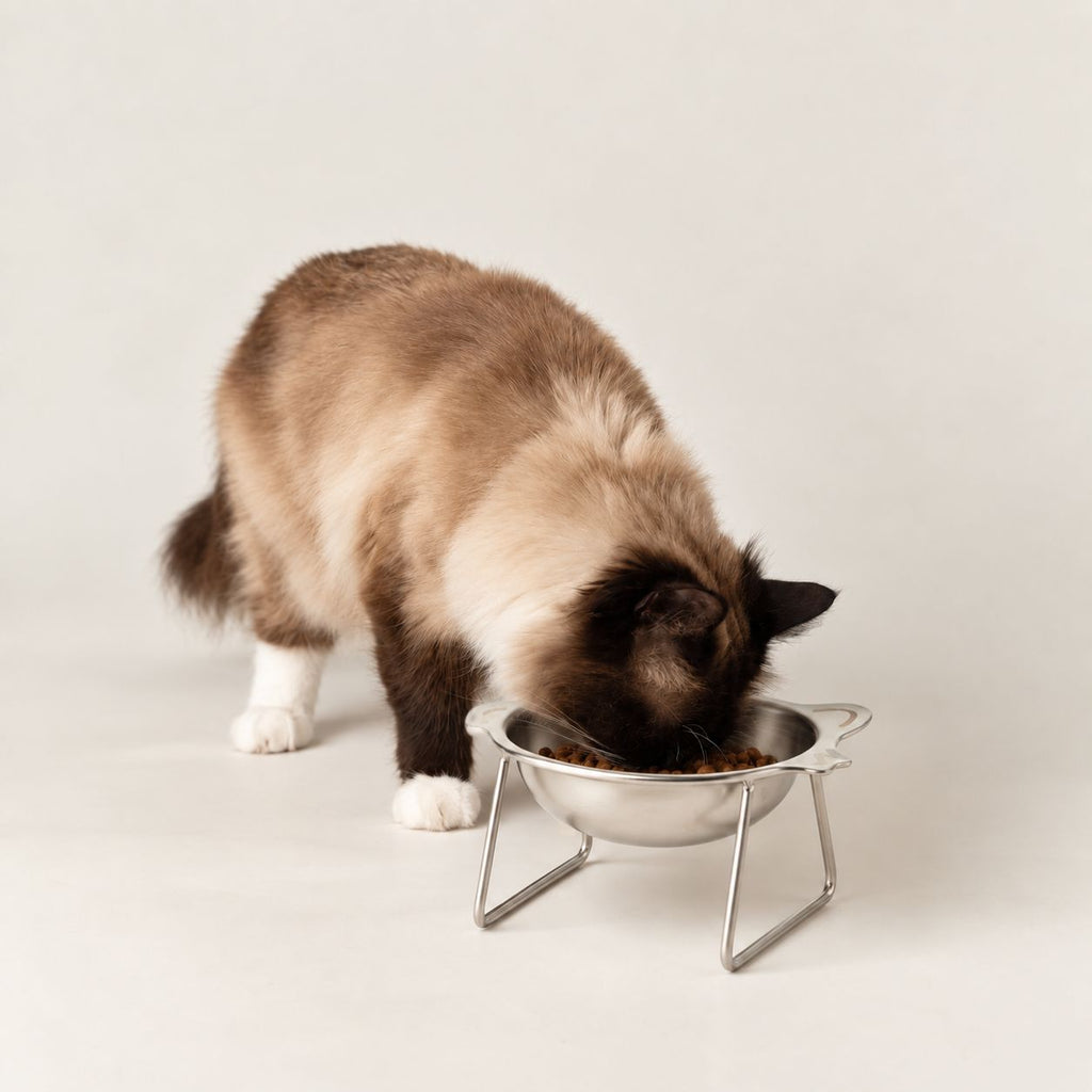 Cat eating from the raised cat bowl