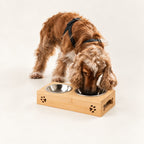 Dog eating from the PAW double bowl set