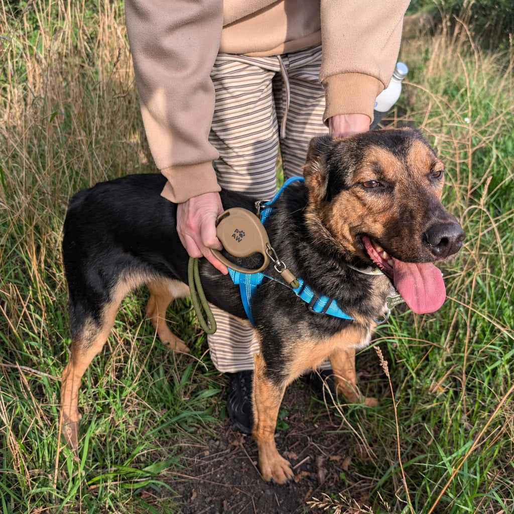 Brown retractable lead held beside a dog in a field