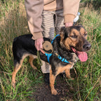 Brown retractable lead held beside a dog in a field
