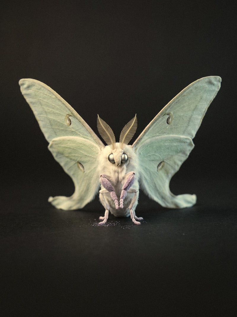 The luna moth, keeper of The Moon
